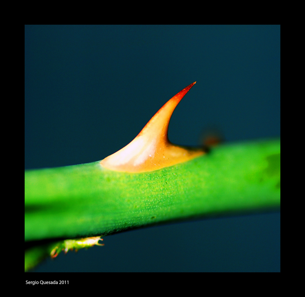 A Thorn In Our Flesh Baptized and Alive