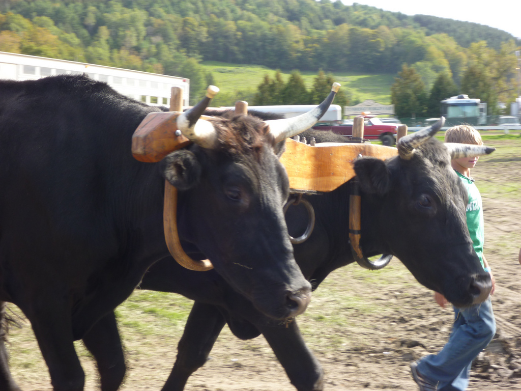 What Does It Mean To Be Yoked? Baptized and Alive
